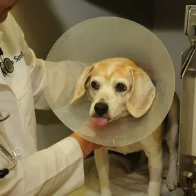 This brave patient is fresh out of surgery and eager to head home to his family!