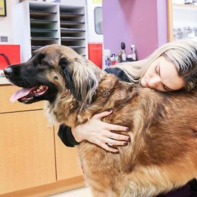 This sweet boy gets some love from one of our compassionate veterinary technicians. At All Creatures Veterinary Center, we understand how much your pet means to you and your family because we are pet-lovers ourselves!