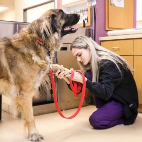 Wellness exams at All Creatures comprehensively check pets from nose-to-tail. Here, a veterinary technician takes a close look at a dog’s paws.