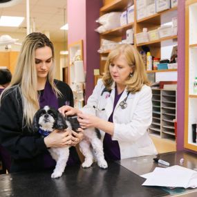 Dr. Jamie Hutton administers a rabies vaccine, which is legally required of all pets in the state of Texas.