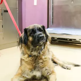 This good boy is getting ready to be weighed before his wellness exam. Nutrition and weight control is just as important for pets as it is for humans!