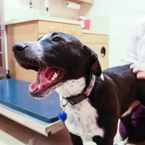 This adorable patient is happy to be at All Creatures, and we’re happy he is here too!