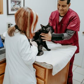 Dr. Rudd and veterinary technician, Lester, perform a thorough exam on a feline patient.