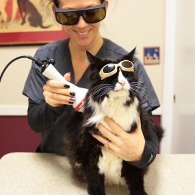 This cat is loving the pain relief and healing benefits of laser therapy!