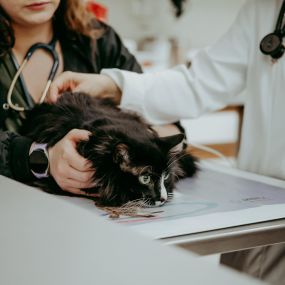 Head veterinary technician, Merissa, and Dr. Rudd give fluids to a feline patient.