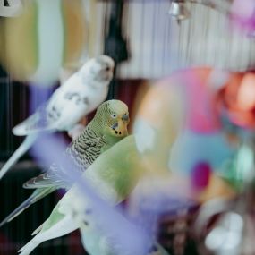 Our sweet hospital birds.