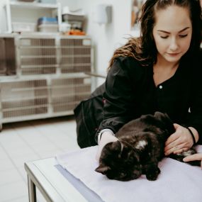 Merissa, our head veterinary technician, assisted with a kitty blood draw.