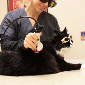 Laser therapy improves quality of life in cats living with chronic illness, recovering from surgery, and dealing with the aches and pains of aging.