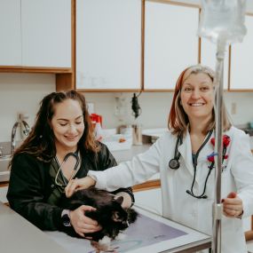 Head veterinary technician, Merissa, and Dr. Rudd give fluids to a feline patient.