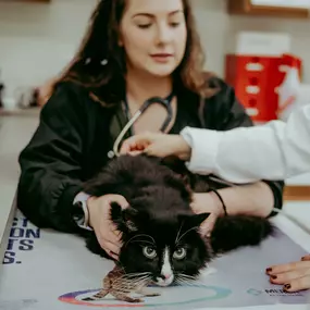 Head veterinary technician, Merissa, and Dr. Rudd give fluids to a feline patient.