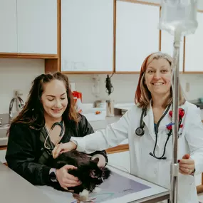 Head veterinary technician, Merissa, and Dr. Rudd give fluids to a feline patient.