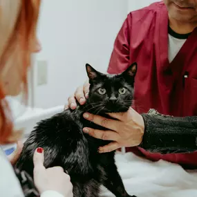 Dr. Rudd and veterinary technician, Lester, perform a thorough exam on a feline patient.