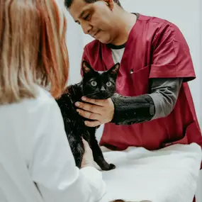 Dr. Rudd and veterinary technician, Lester, perform a thorough exam on a feline patient.