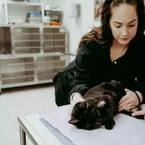 Merissa, our head veterinary technician, assisted with a kitty blood draw.