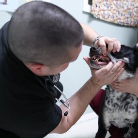 Dogs and cats need dental care, too! Here, Dr. Funk gently looks at a dog’s teeth and gums for signs of dental disease.
