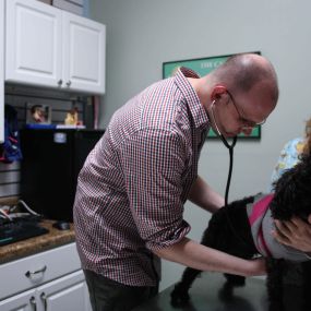 Dr. James Kuehn uses a stethoscope to listen to this pretty pup’s pulmonary health.