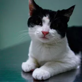 The adorable kitten is happy to visit Farmingdale Dog & Cat Clinic!