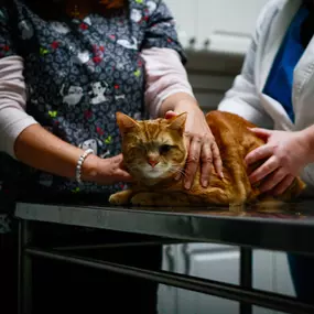 We understand that many cats are stressed by veterinary visits. We do everything we can  to provide a calm and gentle experience for your furry friend.