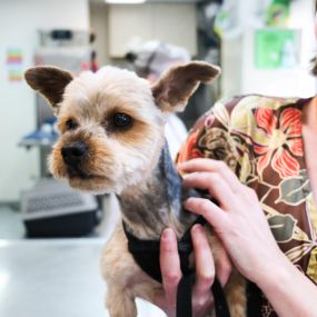 The warm and friendly hospital team at Dublin is passionate about helping pets feel their best.