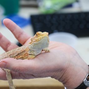 How cute is this baby bearded dragon?