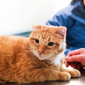 We recommend annual or semi-annual visits for all pets under our care, even if they appear seemingly healthy!