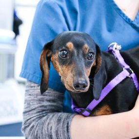 Our medical team is committed to your pet’s complete wellness through each life stage.