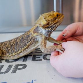 Dublin Veterinary Hospital offers exotic veterinary care to the exotic pets of Perkasie, King of Prussia, Philly, and beyond!