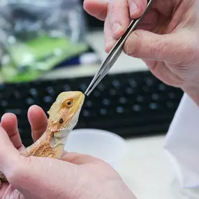 Mealworms are this baby bearded dragon’s favorite snack.