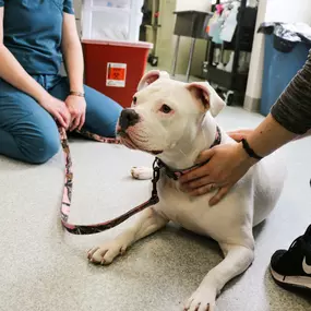 This precious pup is ready for one of our skilled veterinarians to check her from nose-to-tail during her annual wellness visit.