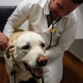 Dr. Southgate is happy to be using his stethoscope to perform a physical examination on this equally happy dog! Checking lung and heart health is just one part of our comprehensive wellness care.