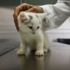 We will make sure that every animal that comes through our clinic will leave as healthy and happily as possible.