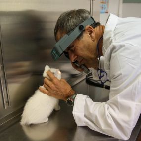 Dr. Borash is assessing this little kittens eye health, another important aspect of our wellness examinations.