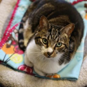 This adorable cat is relaxing on a nice bed and blanket until one of our loving doctors are ready for them.