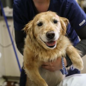 Look at that smile! This pup is just happy to be here, and we’re happy just happy to have them!