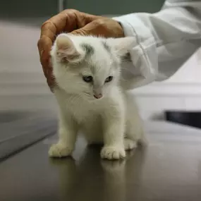 We will make sure that every animal that comes through our clinic will leave as healthy and happily as possible.