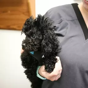 This adorable little pup is patiently waiting for her appointment.