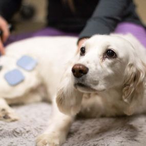 This sweet pup is receiving a treatment with our TENS (Transcutaneous Electrical Nerve Stimulation) unit. We use this to help with pain relief and the recovery of muscular function.