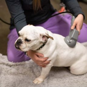 Did you know we offer laser therapy?