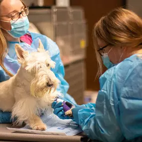 Our veterinary specialists work with some of the top Oncologists in the country to formulate the best possible treatment plan should your pet develop cancer. Our highly trained staff has advanced training in the safe and effective administration of chemotherapy and other cancer treatments.