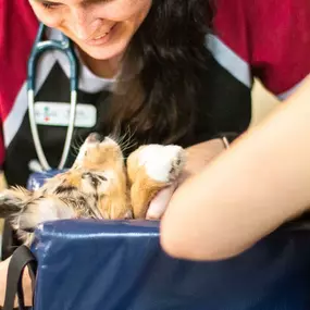 Our technicians are trained to hold our patients so that pet's feel as safe and comfortable as possible.