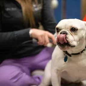 Laser therapy improves quality of life in pets living with chronic illness, recovering from surgery, and dealing with the aches and pains of aging.