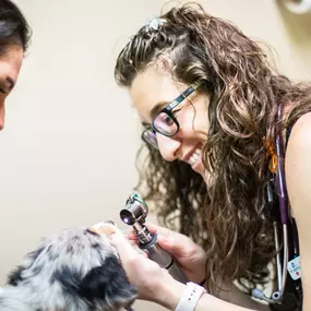 Your pets eyes are delicate, which is why an eye assessment is part of every wellness exam at Best Care Pet Hospital, as performed here by Dr. Jessica Cozzolino.