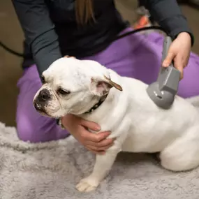 Did you know we offer laser therapy?