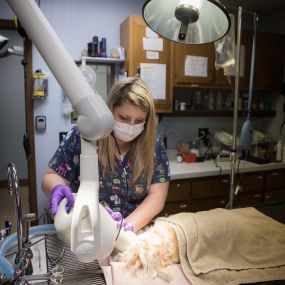 When we perform a pet dental, we also have the ability to take dental x-rays which allow us to see any potentially serious dental problems.