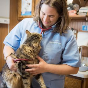 At Dwight Veterinary Clinic, we love helping pets feel their best!