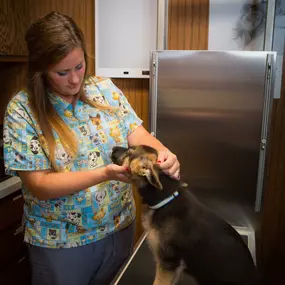 Our veterinary technicians & doctors work together to provide the best possible care for your pet.