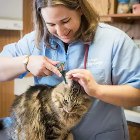 At Dwight Veterinary Clinic we prioritize preventative health care to maintain your pet's best health.