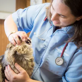 Dr. Haag-Eggenberger examines a cat's teeth for signs of dental disease during an annual wellness exam.