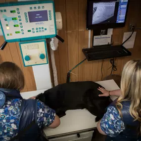 This sweet pup is being very well behaved for his X-rays!