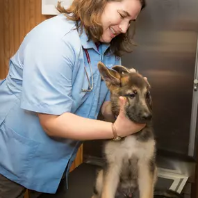 Dr. Haag-Eggenberger examines a puppy's ear at Dwight Veterinary Clinic. At your pet's wellness exam, your doctor will inspect your pet's ears for signs of infection.